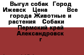 Выгул собак. Город Ижевск › Цена ­ 150 - Все города Животные и растения » Собаки   . Пермский край,Александровск г.